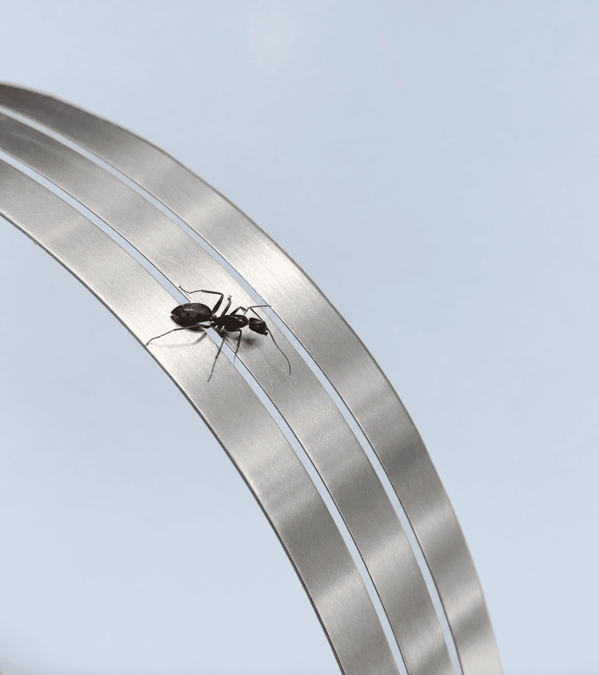 An ant crossing the sensor strip